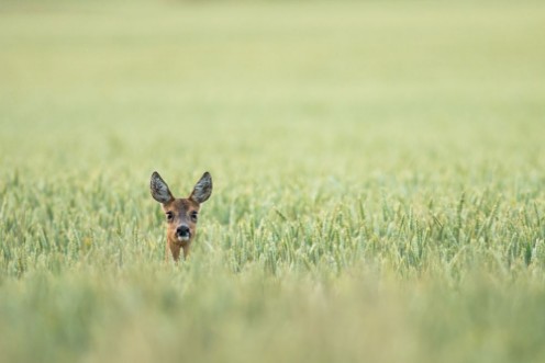Picture of Chevreuil