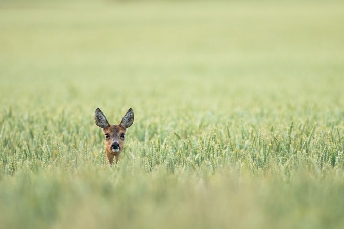 Picture of Chevreuil