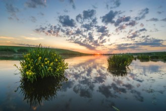 Picture of Beautiful sunny colorful and foggy sunrise over the lake on which the irises bloom