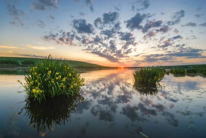 Picture of Beautiful sunny colorful and foggy sunrise over the lake on which the irises bloom