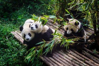 Immagine di Panda Cubs