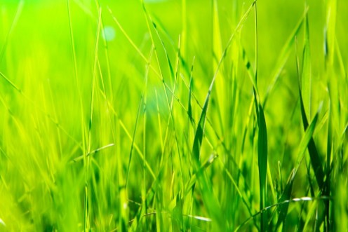 Bild på Fresh green grass in sunset with glow