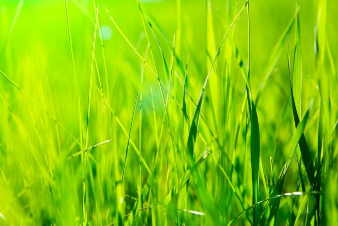 Picture of Fresh green grass in sunset with glow
