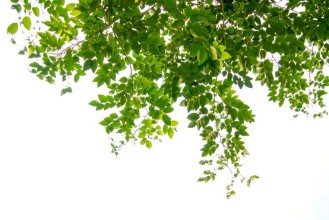 Afbeeldingen van Geïsoleerde groene tak