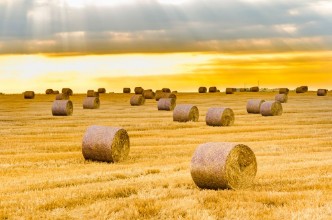 Attēls Golden Bales