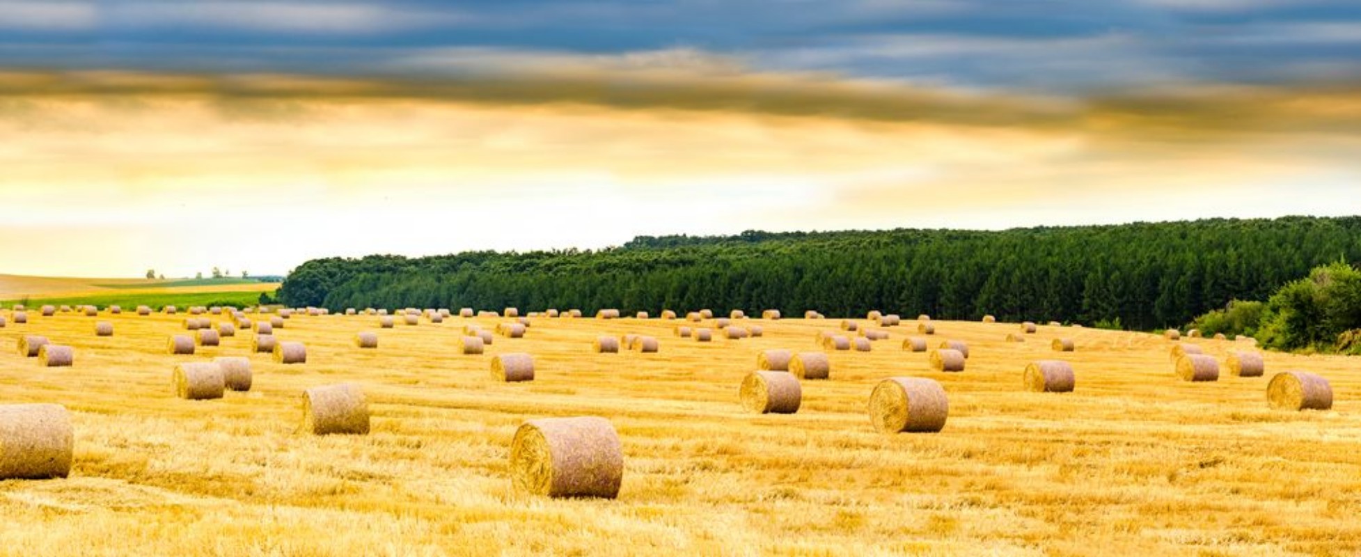 Picture of Panoramic Golden Field