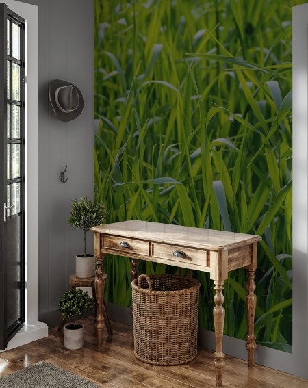 Bild på Sunny illuminated grass closeup