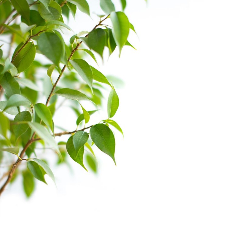 Picture of Pondering