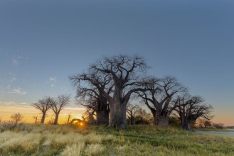 Pilt Sunrise at Baines Baobabs