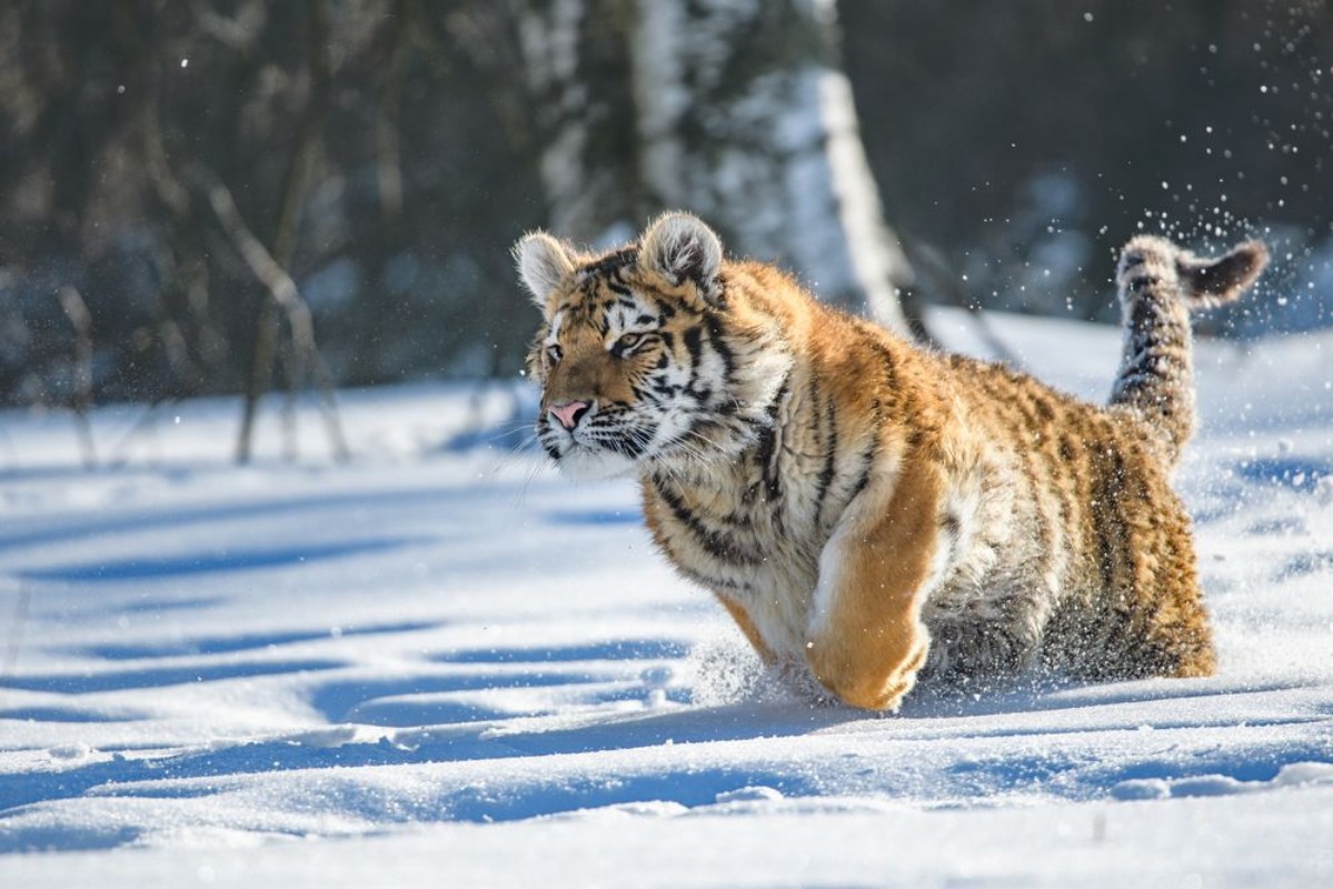 Picture of Siberian Tiger in the snow Panthera tigris altaica