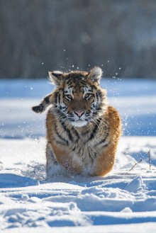 Image de Siberian Tiger in the snow Panthera tigris altaica