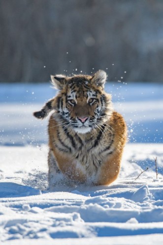Image de Siberian Tiger in the snow Panthera tigris altaica