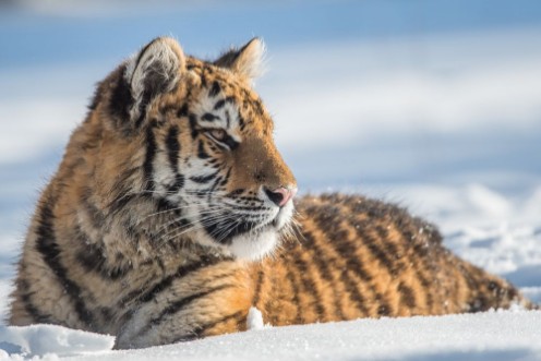 Picture of Siberian Tiger in the snow Panthera tigris altaica