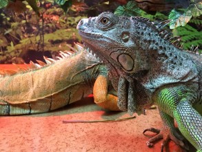Εικόνα της Chinese Water Dragons