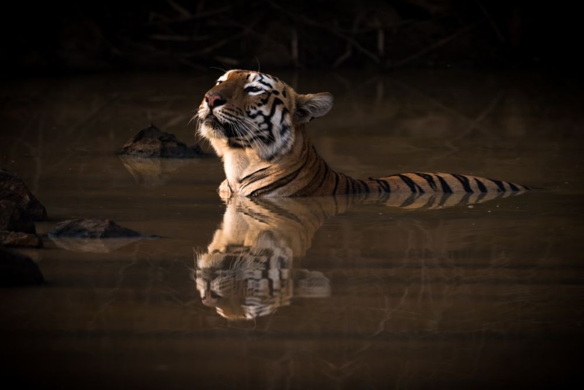 Picture of Bengal tiger lifts head in water hole