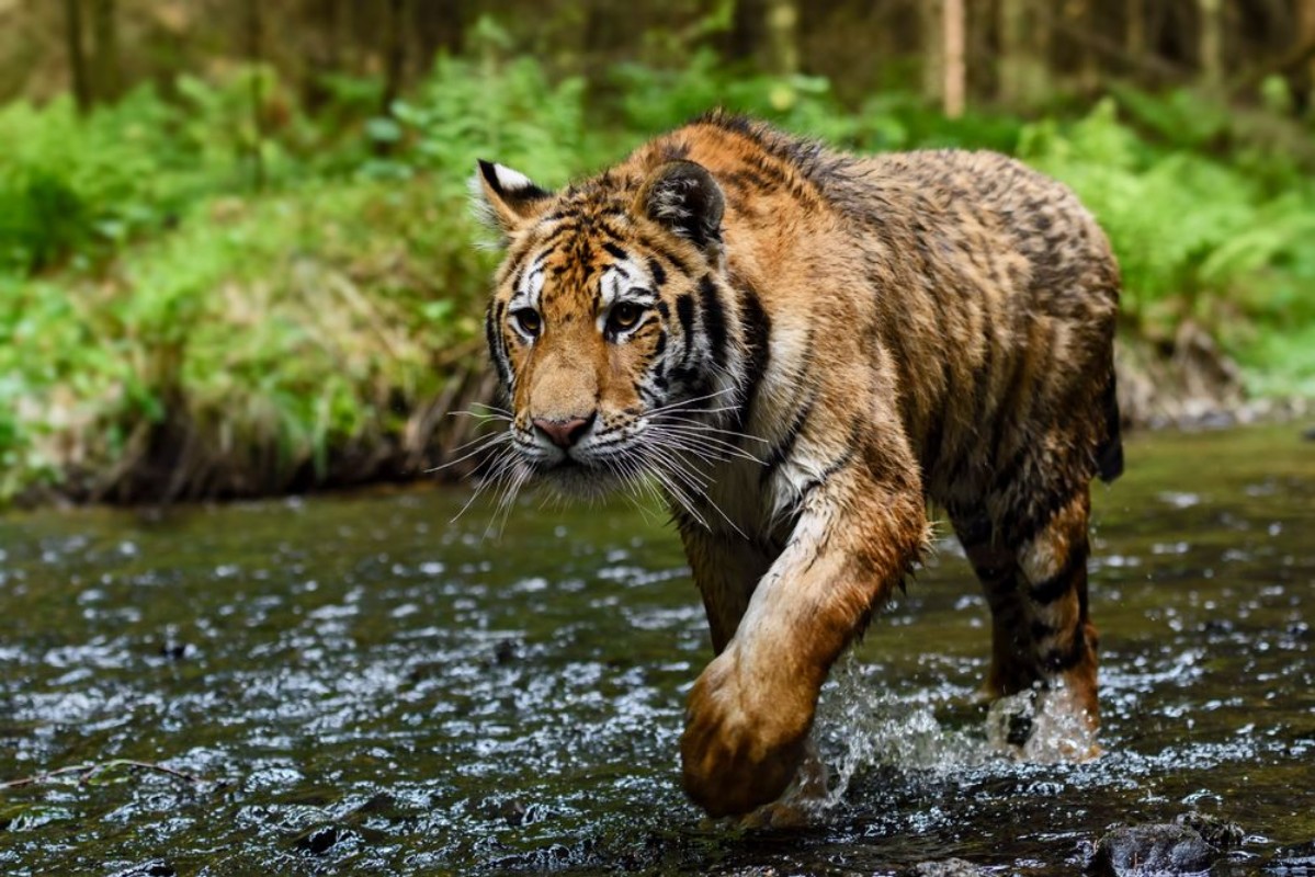 Picture of Siberian Tiger tracing in the river