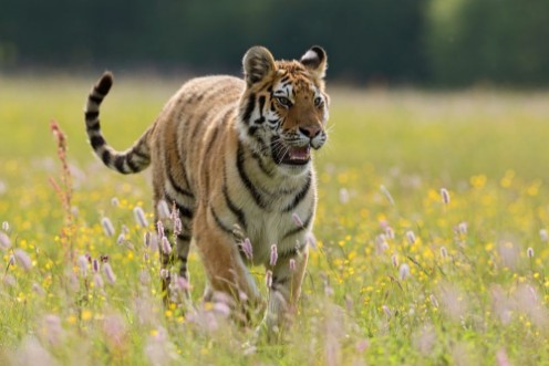 Picture of Siberian Tiger walking in the meadow