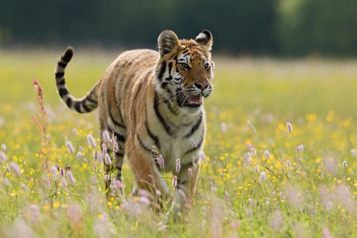 Picture of Siberian Tiger walking in the meadow
