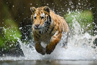 Picture of Siberian Tiger hunting in the water