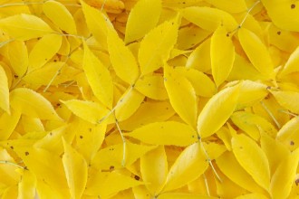 Image de Yellow Fallen Leaves