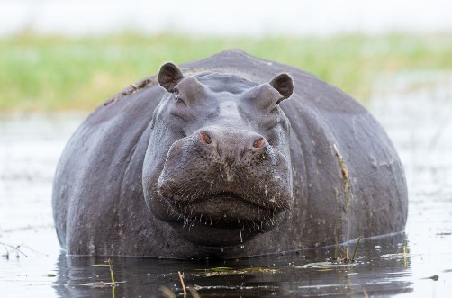 Picture of Female Hippo Chobe River Botswana