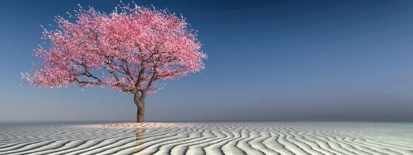 Bild von Tree on the beach