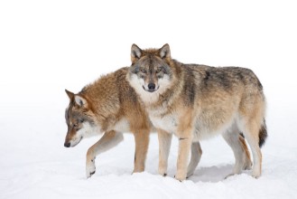 Bild vun Two Grey wolves