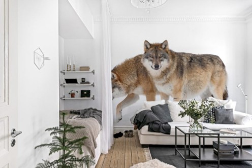 Picture of Two Grey wolves