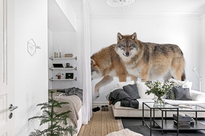 Afbeeldingen van Two Grey wolves