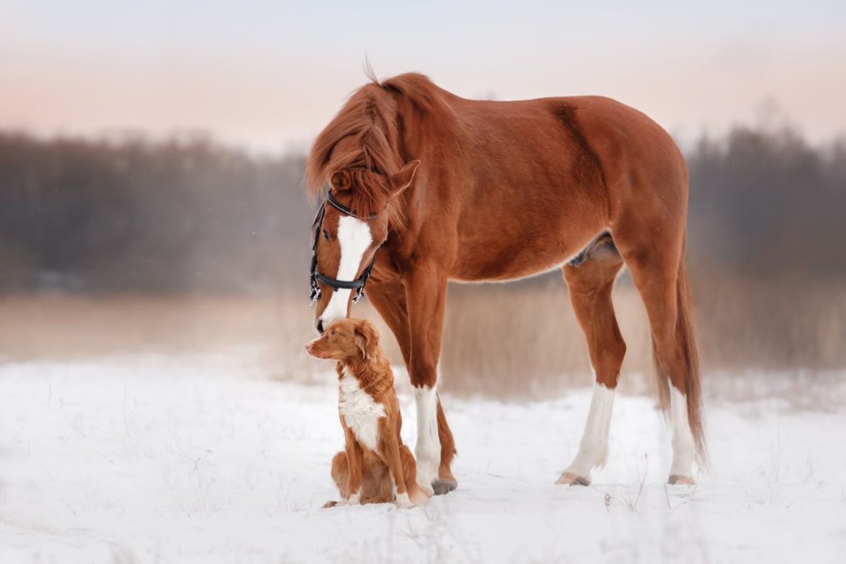 Picture of Dog and horse outdoors in winter