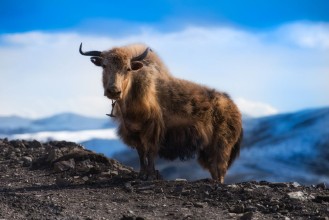 Bild von Yak on the mountain
