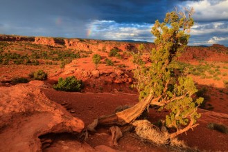 Picture of Capitol Reef National Park Utah USA
