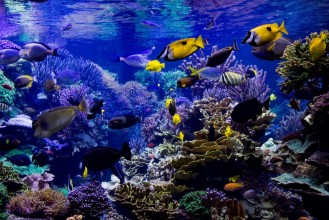 Obrázok z Aquarium reef