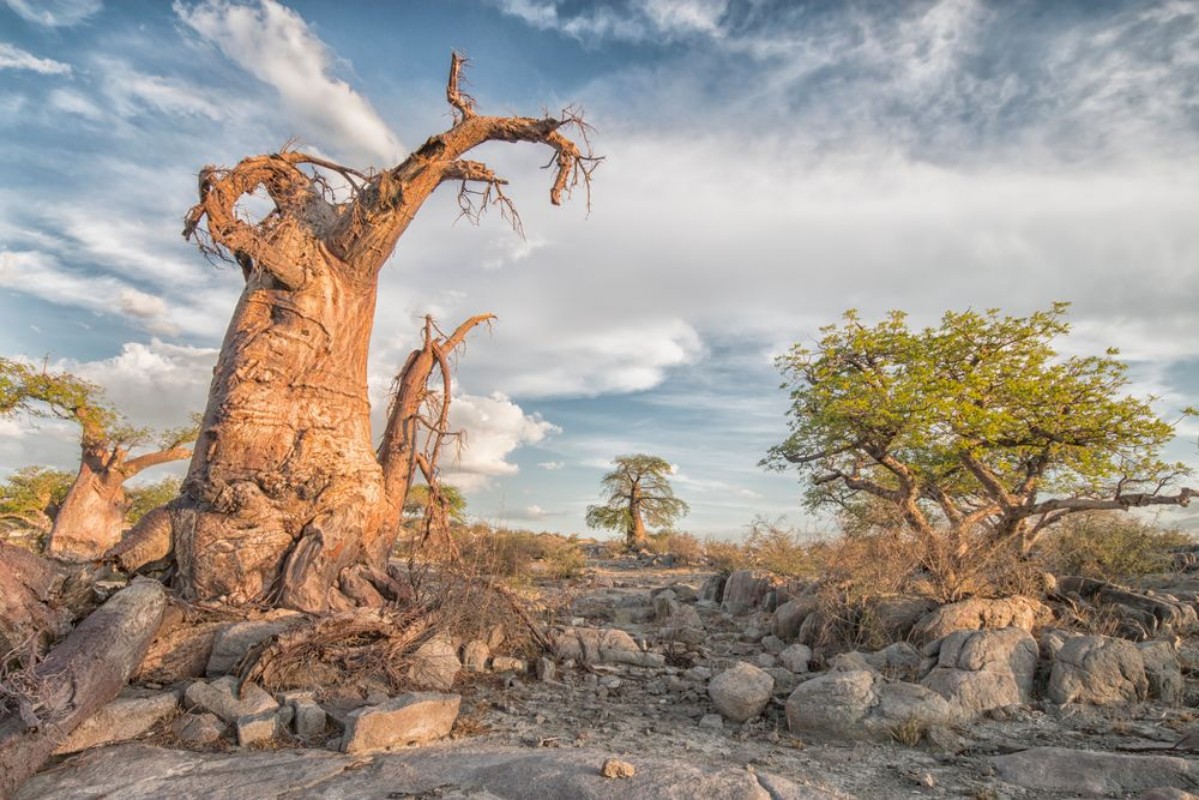 Picture of Magic Kubu Island