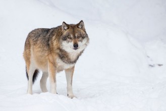 Obrazek Gray wolf in winter