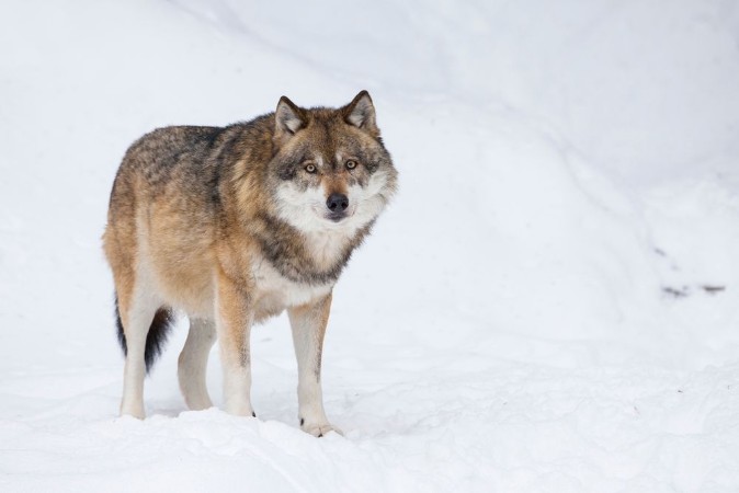 Picture of Gray wolf in winter