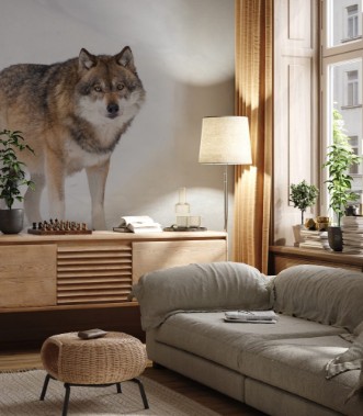 Afbeeldingen van Gray wolf in winter