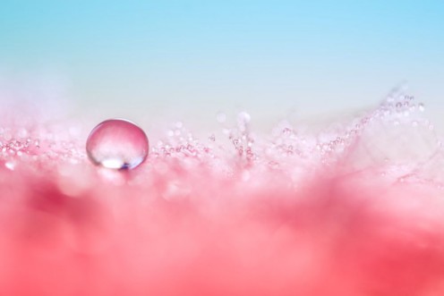 Afbeeldingen van A drop of water on a red feather Beautiful macro with a drop