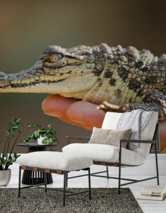 Afbeeldingen van Baby croc