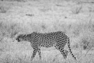 Picture of Cheetah walking in the grass in Kalagadi