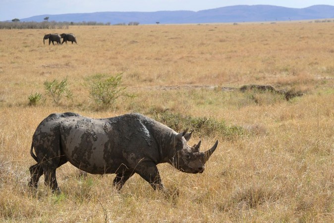 Picture of Rhino Patrol