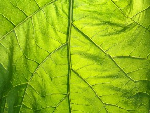 Afbeeldingen van Green background nature flora leaf plant foliage summer texture natural spring closeup fresh detail garden abstract growth macro light environment ecology color tree eco freshn
