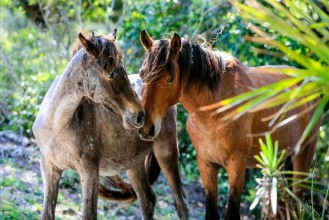 Bild på Wild horses roam the lush pastures on Cumberland Island GA