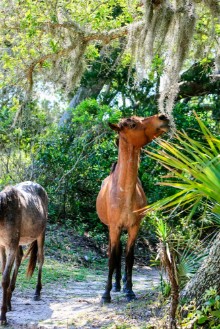 Picture of Wild horses graze the lush pastures on Cumberland Island GA