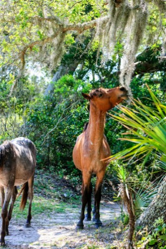 Picture of Wild horses graze the lush pastures on Cumberland Island GA