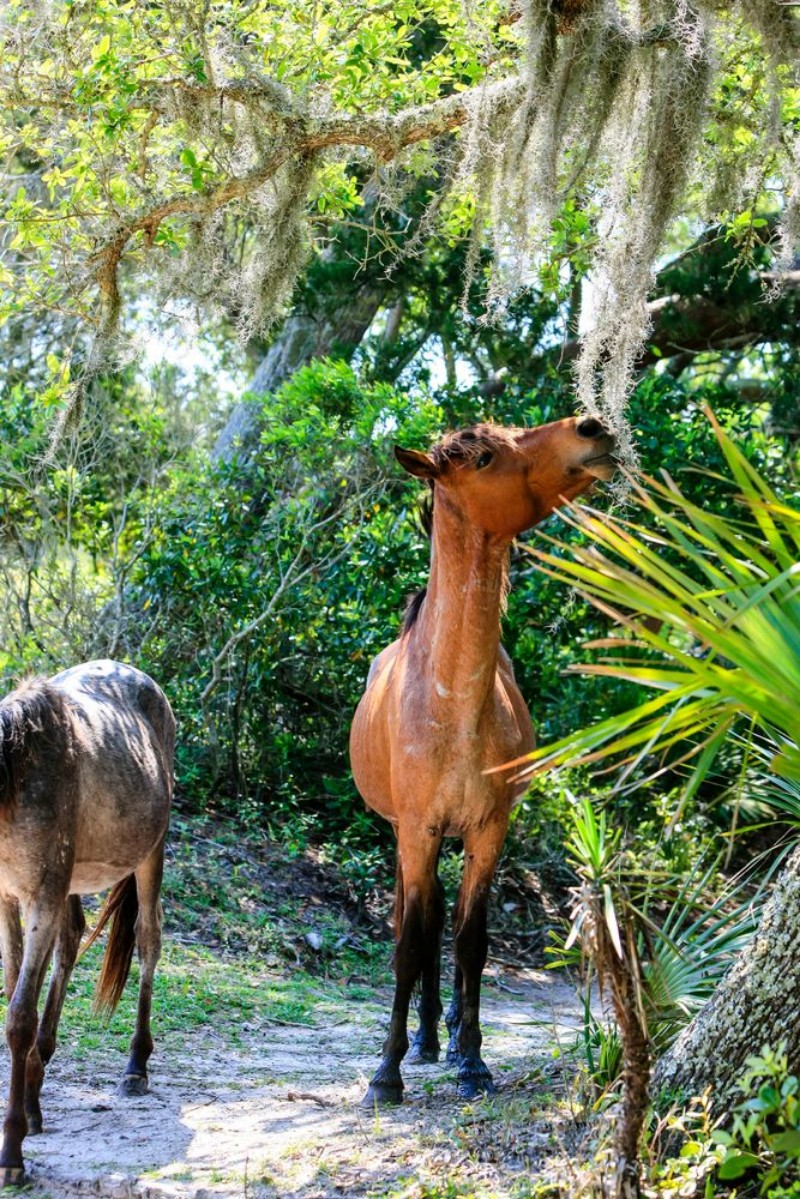 Picture of Wild horses graze the lush pastures on Cumberland Island GA