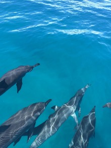 Ritratt ta’ Dolphin