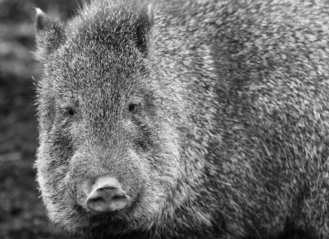 Image de Collared peccary
