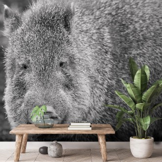 Afbeeldingen van Collared peccary