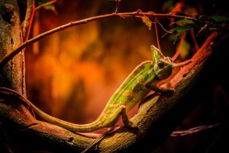 Slika Chameleon